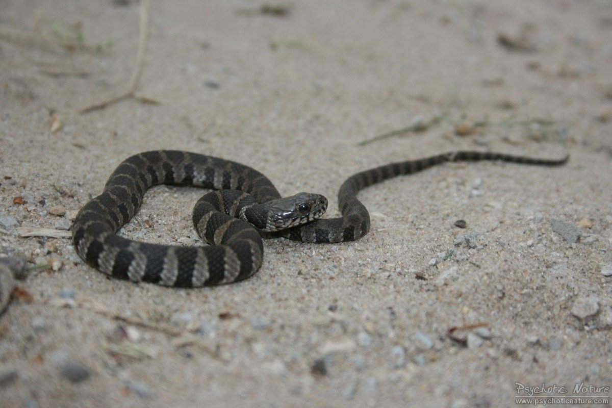 Northern Water Snake (Nerodia sipedon) Minnesota Amphibian & Reptile