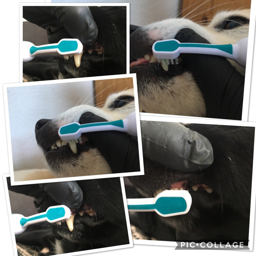 mobile Tierheilpraxis Aktuelles