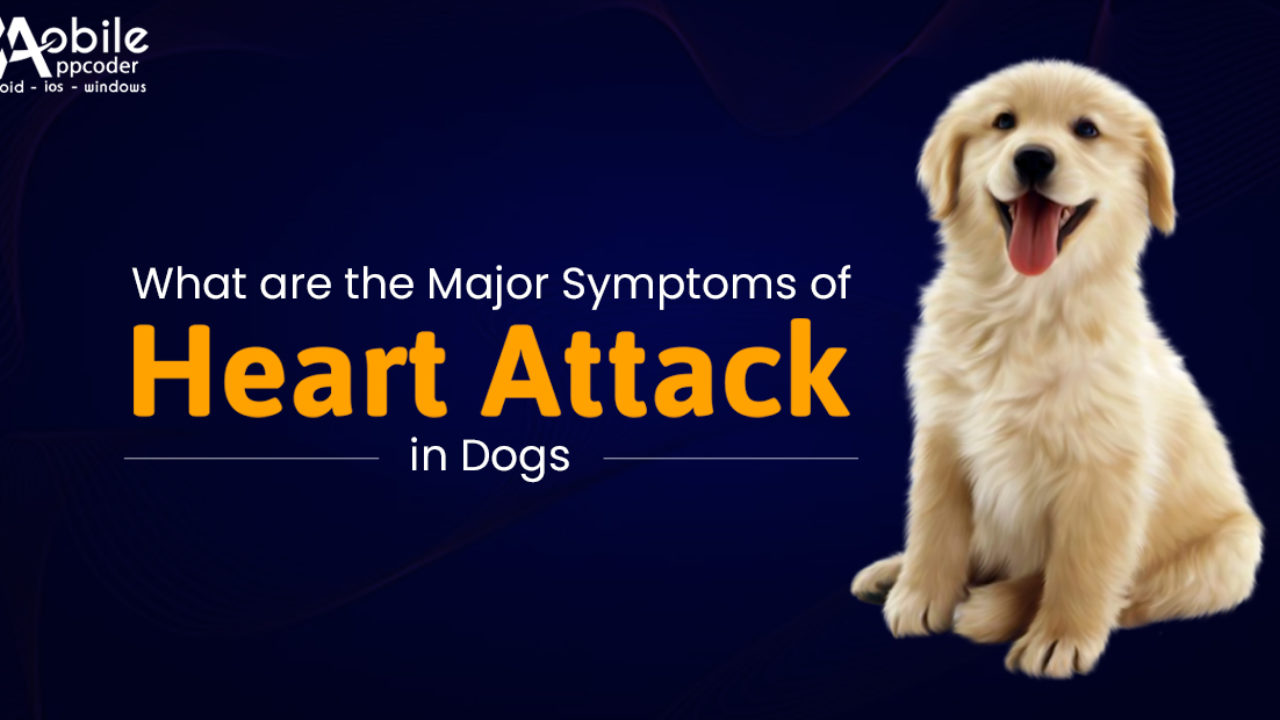 What Does A Heart Attack Look Like In A Dog