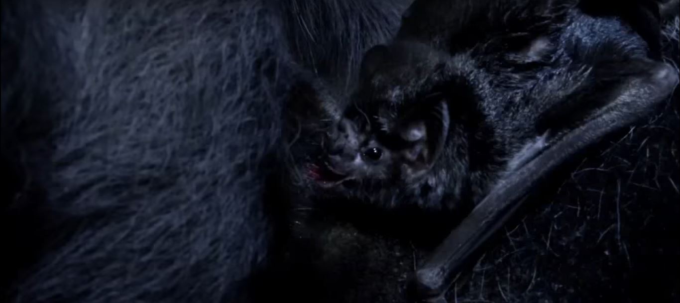 How do Bats Communicate?