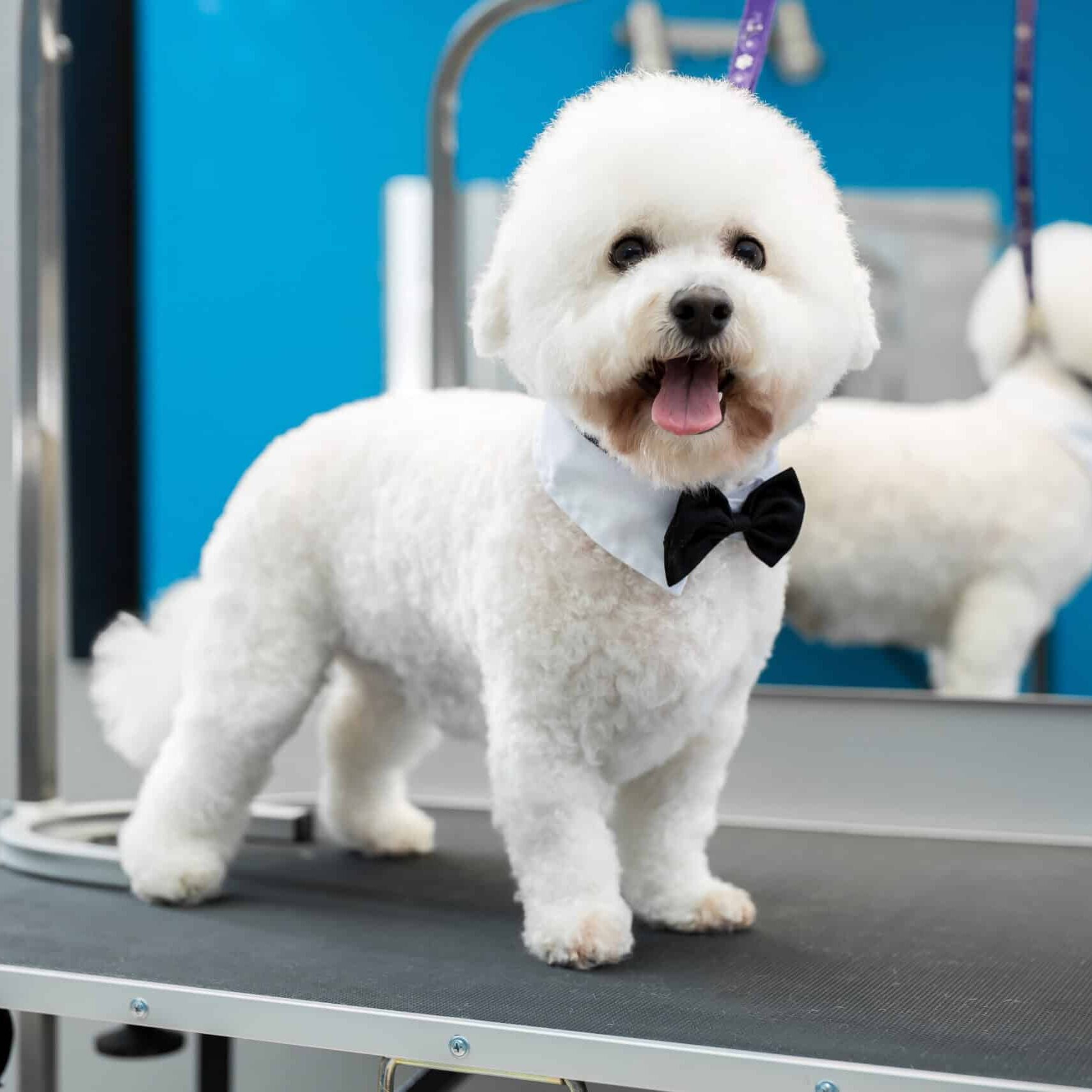 Mobile Pet Grooming West Palm Beach West palm Beach, FL