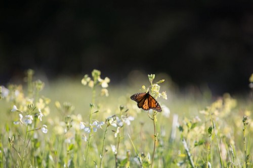 Nature’s Beauties Monarchs! Mobile Ranger