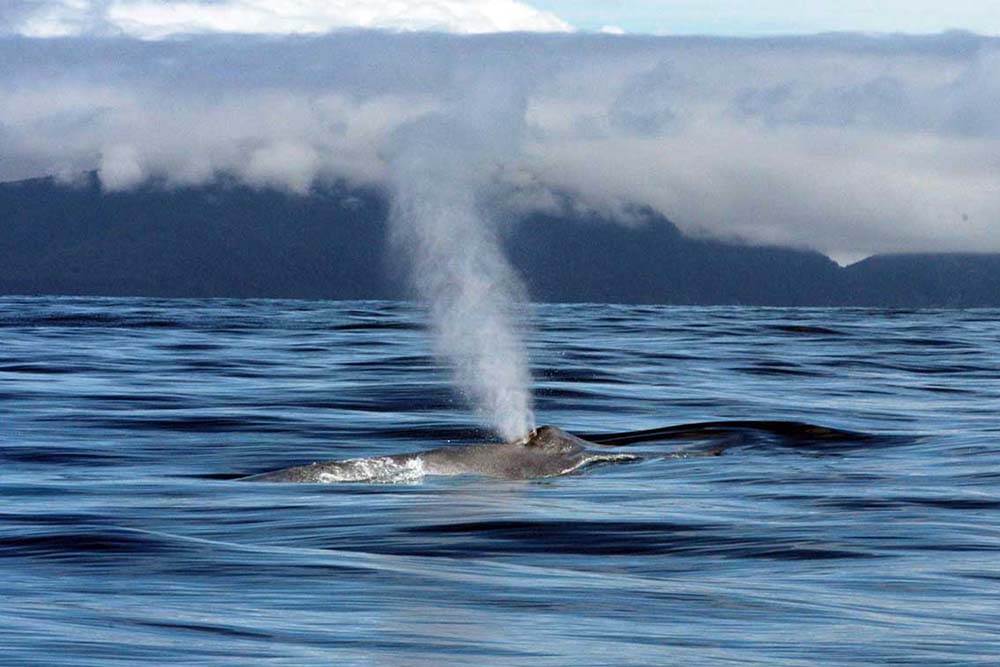 Whales Still Migrating in May Mobile Ranger