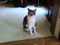 Samsung Sway - Phone Reviews by Mobile Tech Review