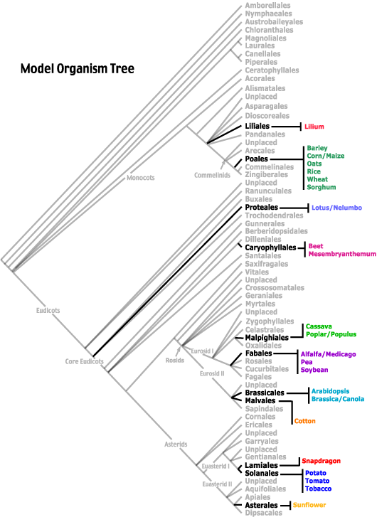 Model Organism Tree