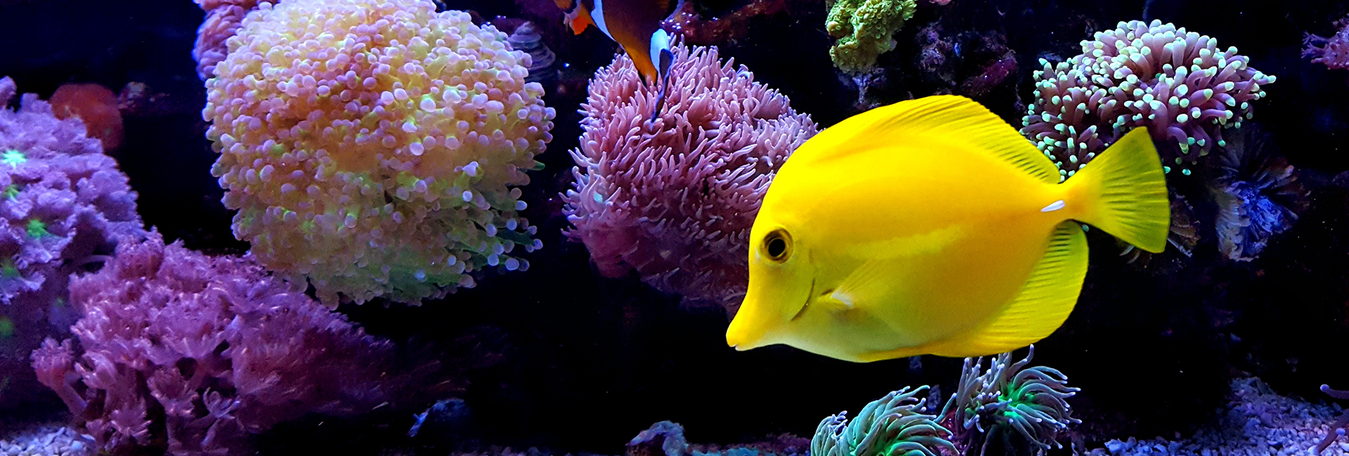 Home Moby Dick Pet Store in Waterford, MI