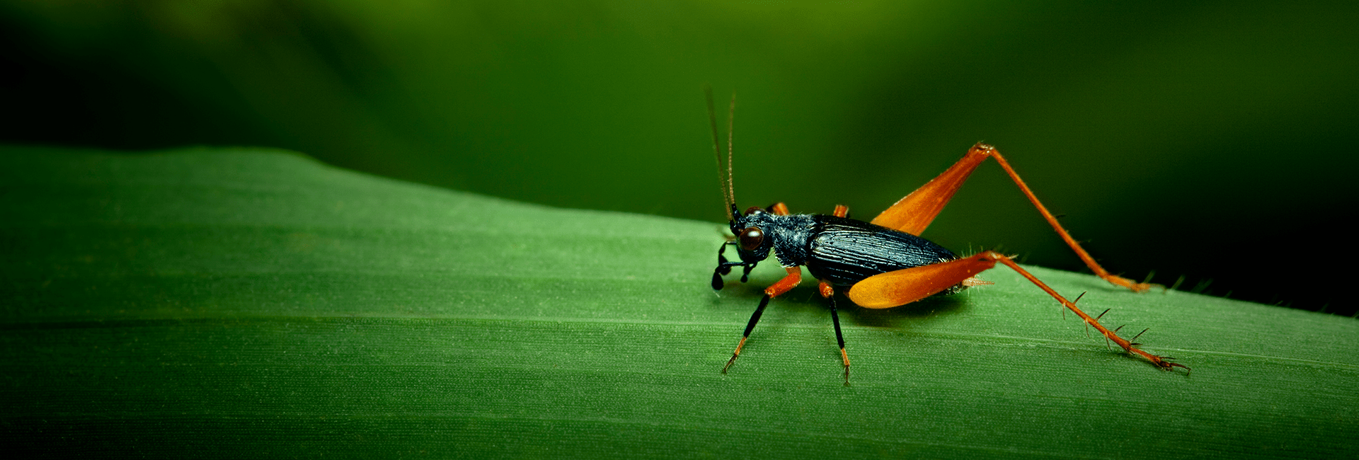 Live Foods & Bioactive Moby Dick Pet Store in Waterford, MI