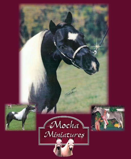 Miniature Horses For Sale in New Hampshire Mocha Miniatures