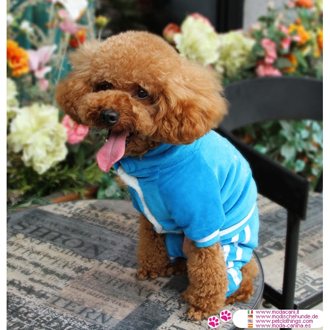 Royal Blau Overall in Chenille für kleine Hunde (Chihuahua, Pudel, Pinscher,)
