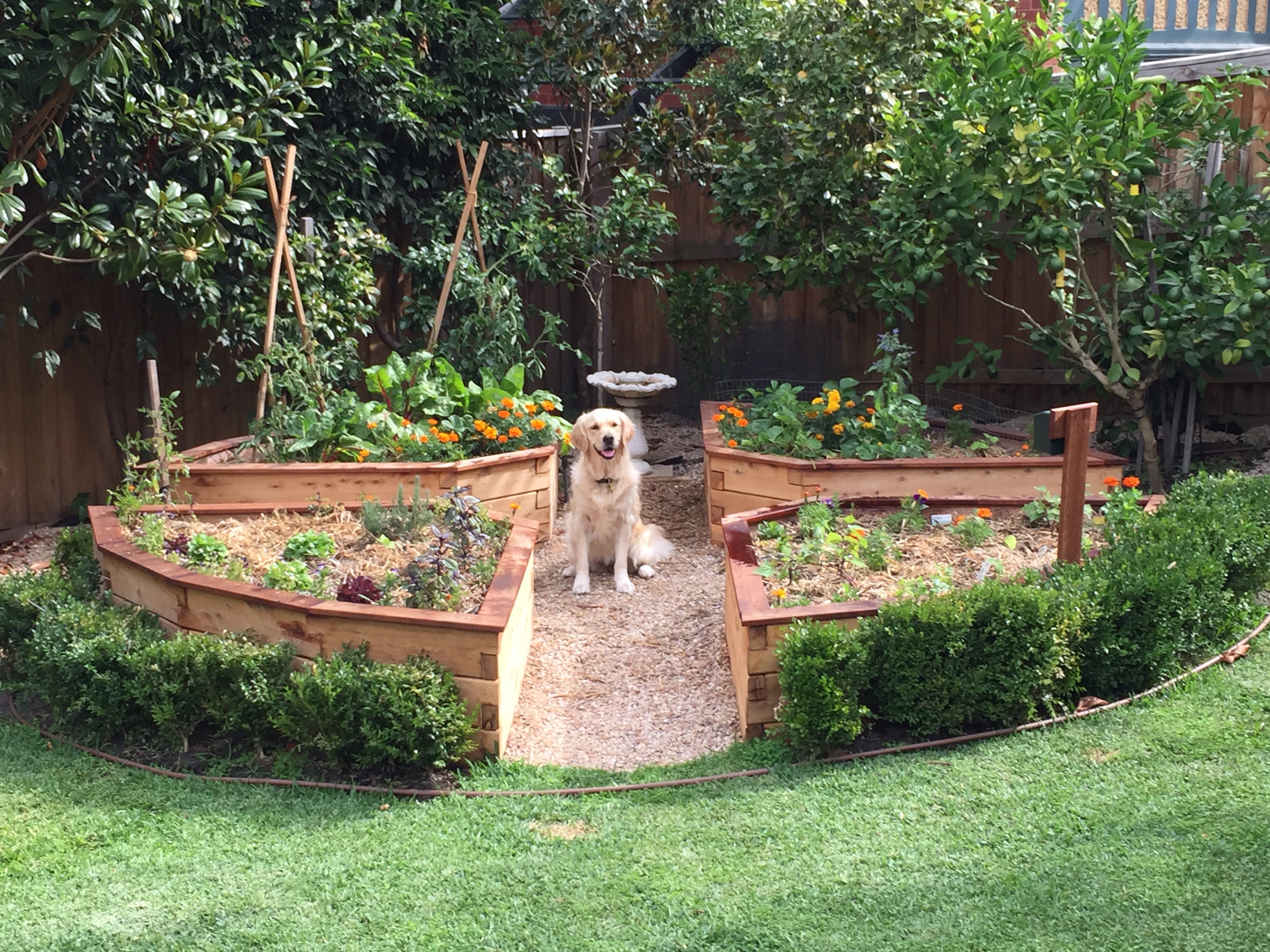 ModBOXWickingBedinMelbourneGarden1jpg ModBOX Raised Garden Beds