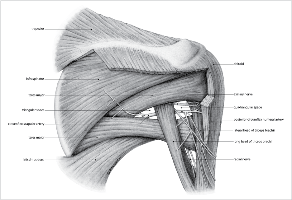 Arm muscle map, needs corrections | arm muscles, arm art. skeletal system concept map - ModernHeal.com
