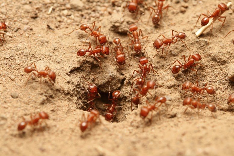 Fire Ant Control Fire Ants Protection Program Modern Pest