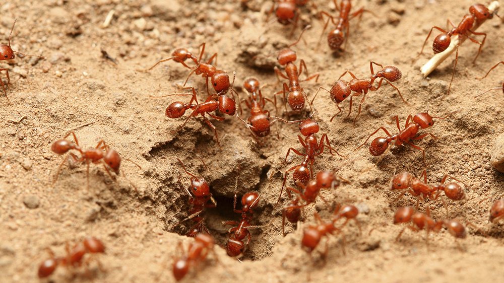 Get Rid of Fire Ants Treatments for European Fire Ants