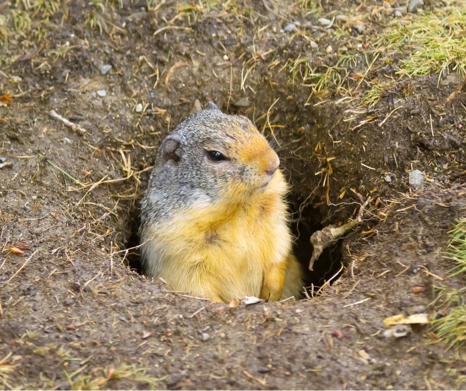 Burrow Rx Modern Pest Services