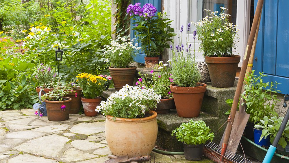 5 Landscaping Tips for Pest Control Modern Pest Services