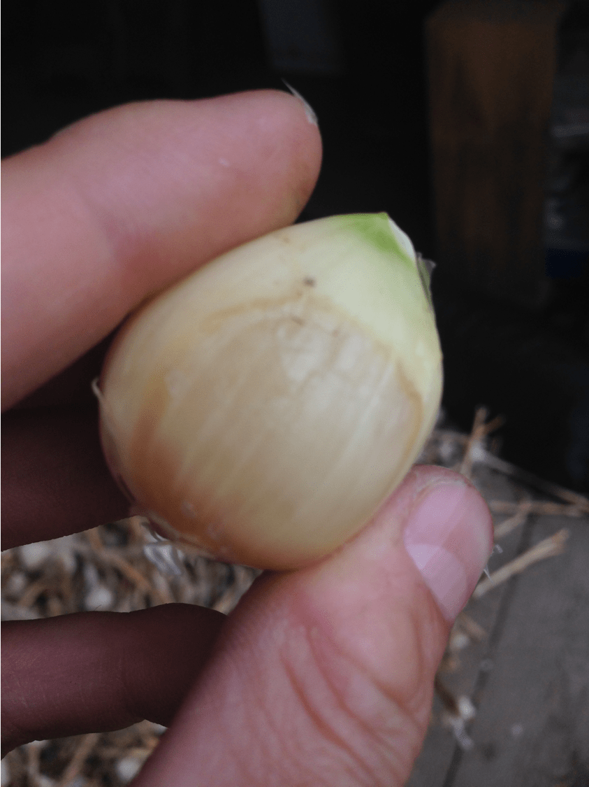 Waxy Breakdown of Garlic Maine Organic Farmers and Gardeners
