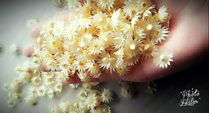 I am intoxicated by their. বঠল ফ ল র ম ল Mohioshi