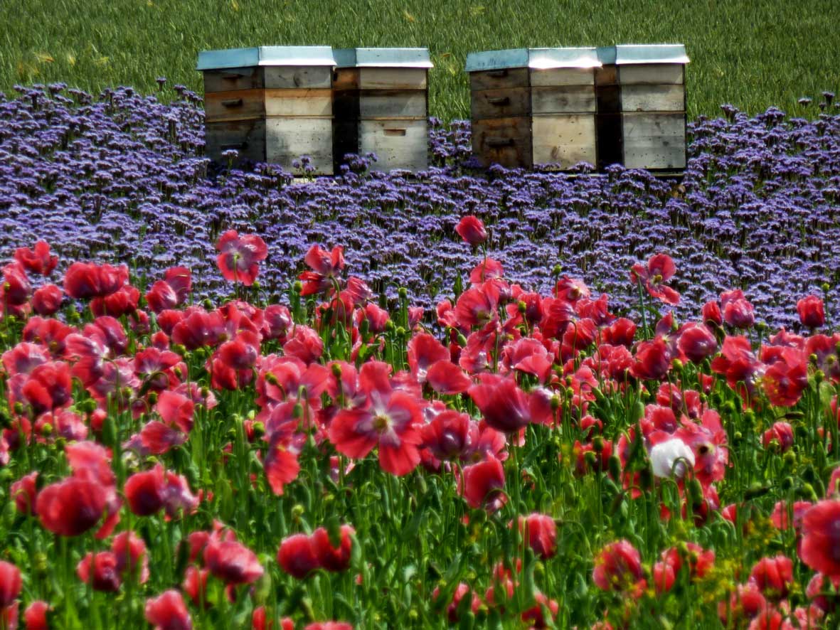 Einkehr Mohnblüte FrauHolleLand