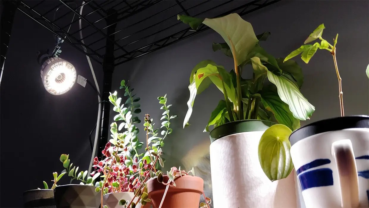 Plant Light Source LED Grow Lights VS Fluorescent Grow Lights