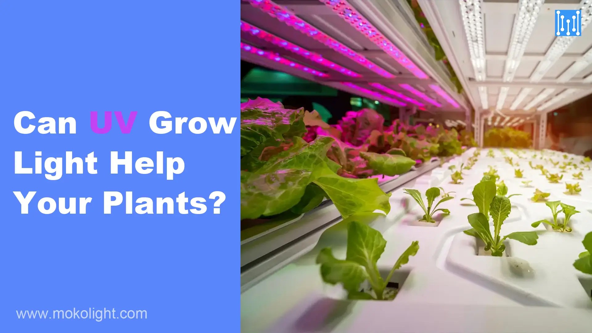 Can UV Grow Light Help Your Plants? MOKOLight