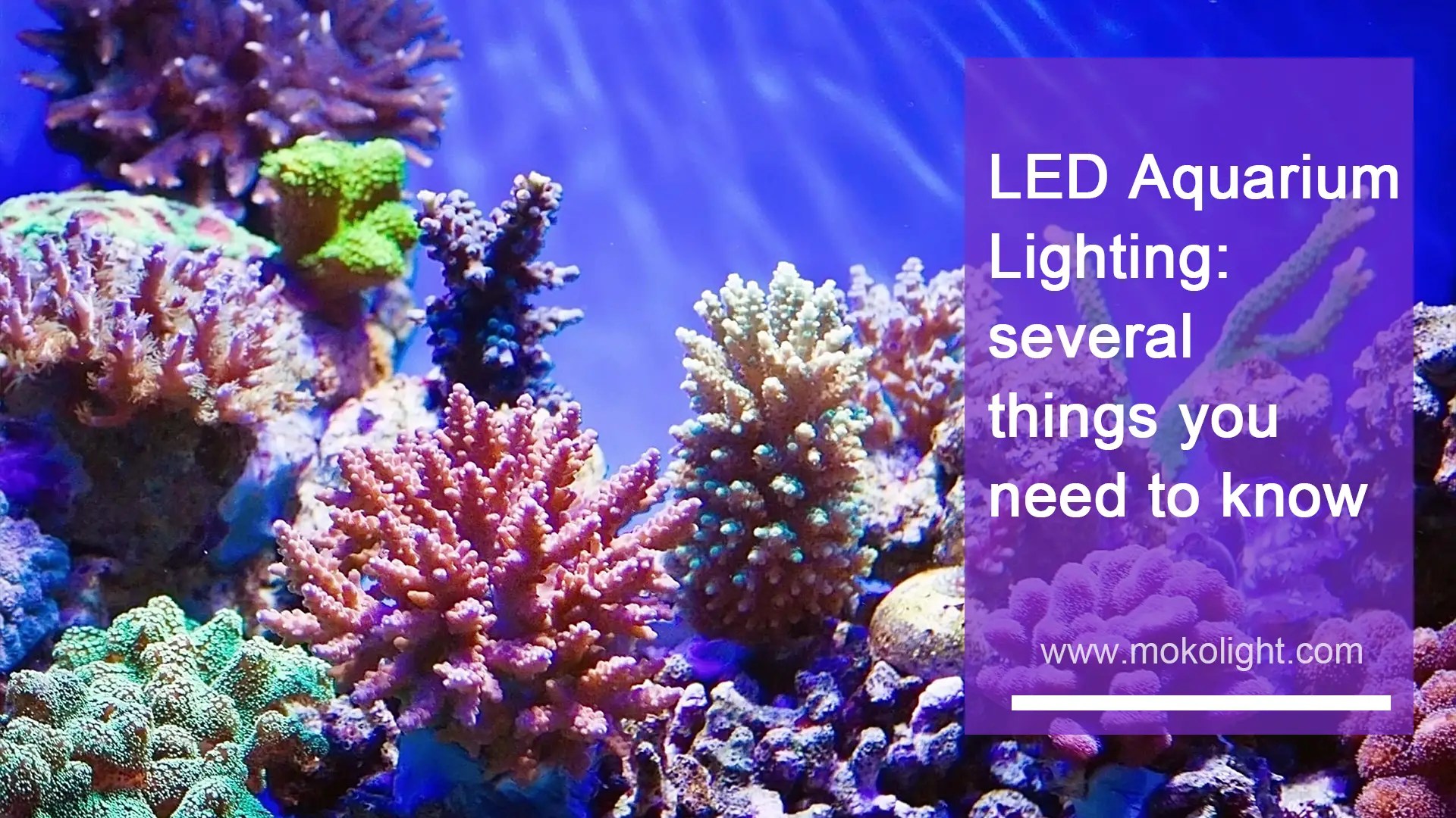 LED Aquarium Lighting Several Things You Need to Know
