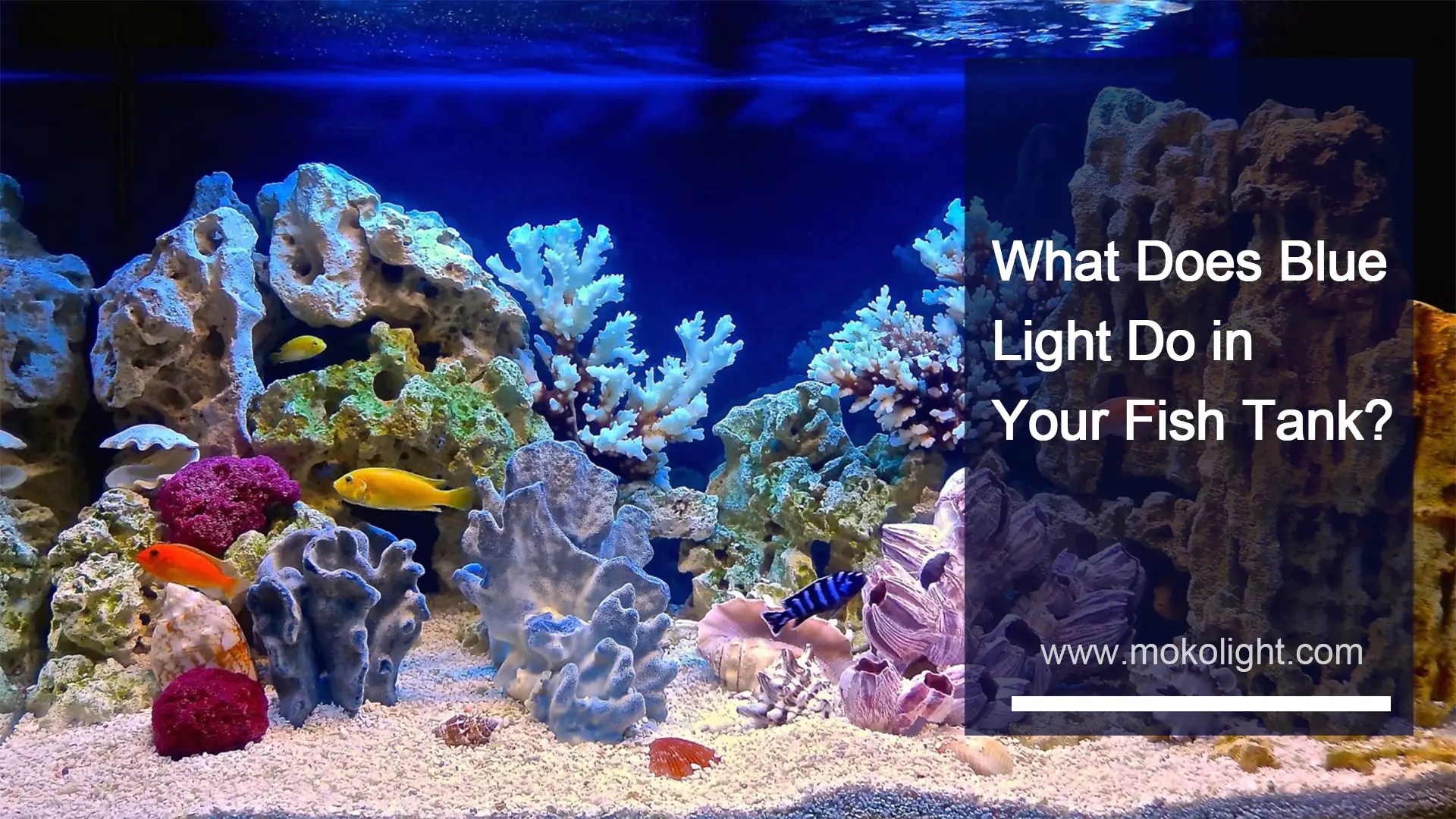 What Does Blue Light Do in Your Fish Tank? mokolight