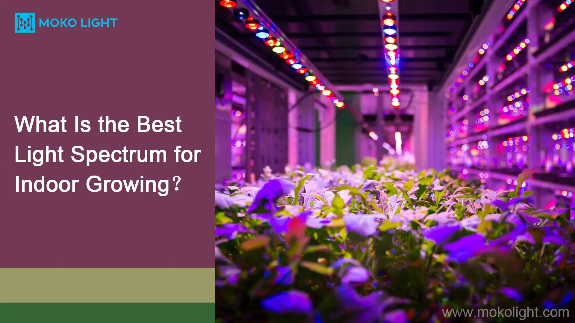 What Is the Best Light Spectrum for Indoor Growing？ mokolight