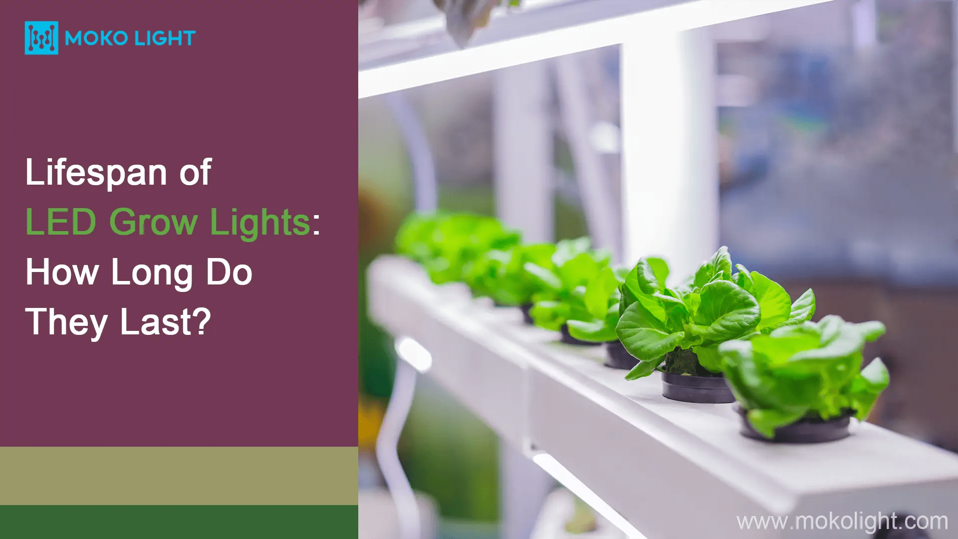 Lifespan of LED Grow Lights How Long Do They Last? mokolight