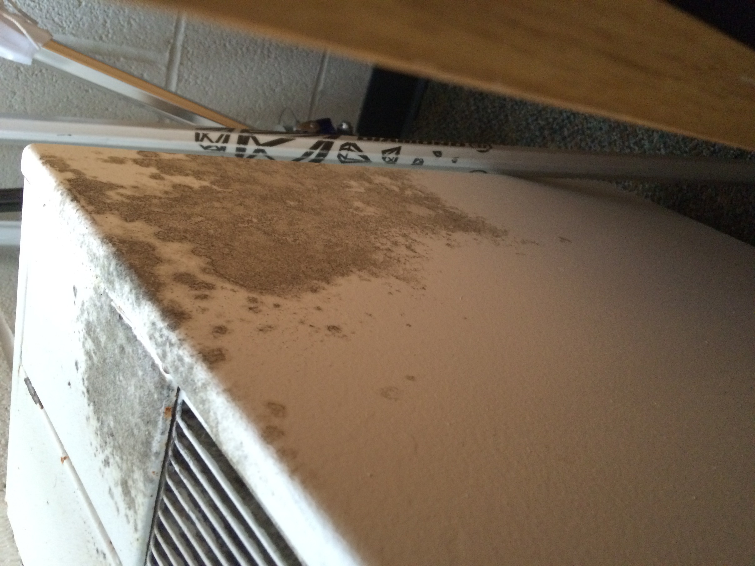 100+ Pictures of Mold in the Home