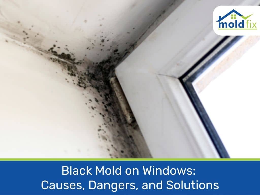 What Fungus Causes Black Mold at Phillip Davis blog