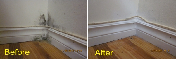 Bedroom Mold The Mold Guy