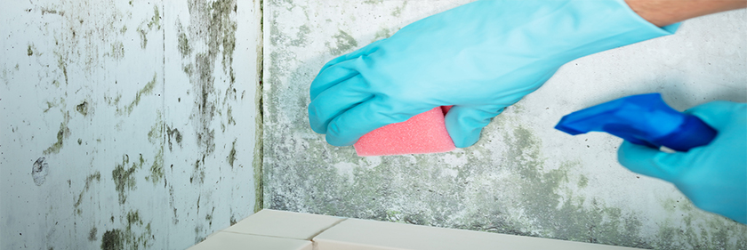 Mold Testing & Full Inspection Mold Remediation Specialists