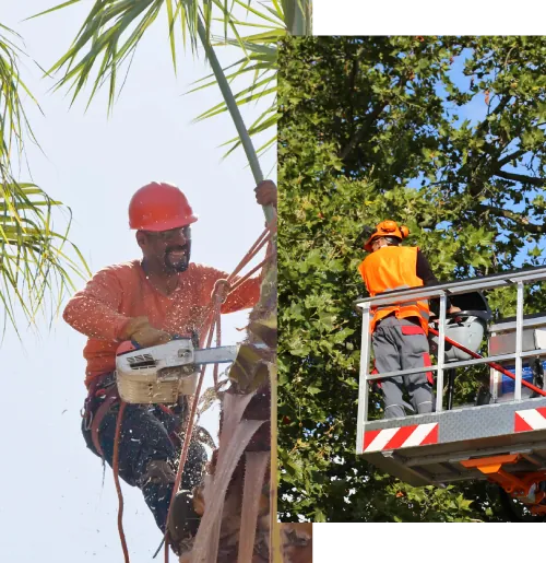 Home Molina's Tree Service
