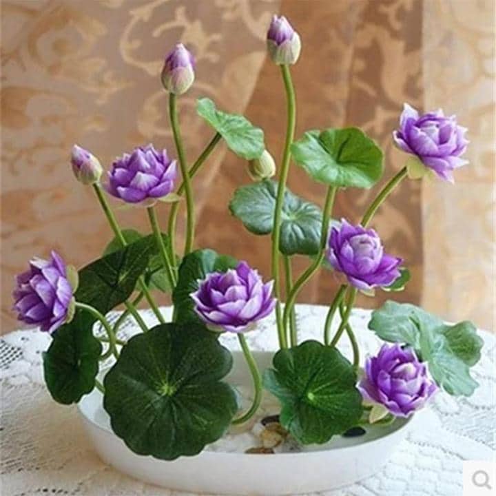 Premium Bonsai Lotus Flower Seeds (10 Seeds/Pack) Molooco Shop