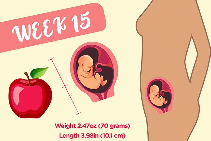 15th Week Pregnancy Symptoms, Baby Development And Body Changes