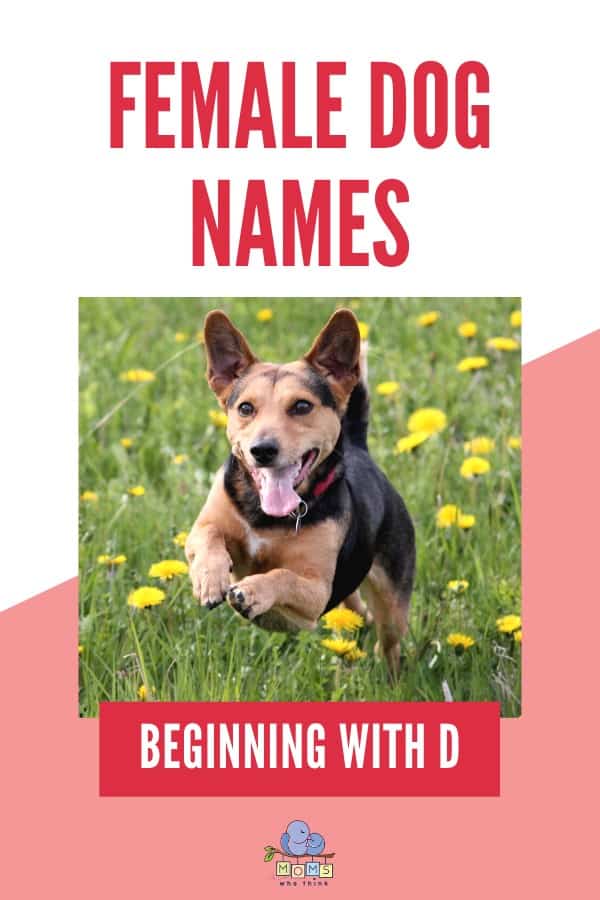 Female Dog Names D