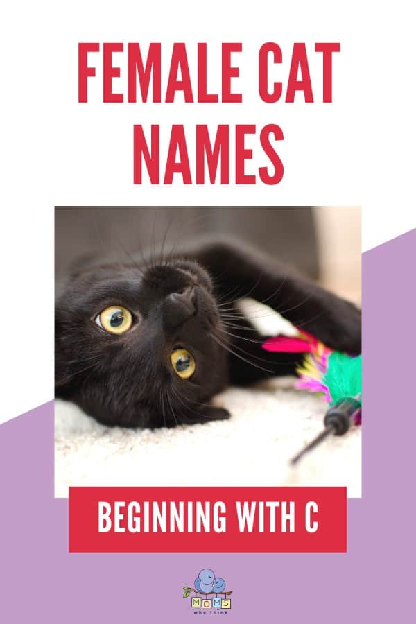 Names for Girl Cats C