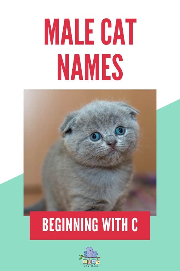 Names for Boy Cats C