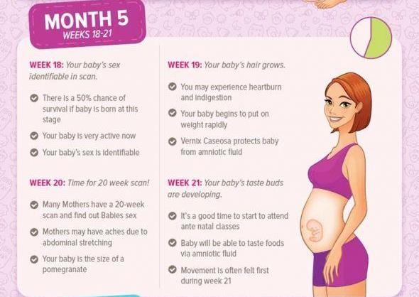 How Many Weeks Of Pregnancy Is 5 Months PregnancyWalls