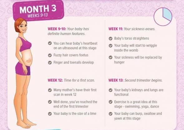 Pregnancy Month by Month Month 3