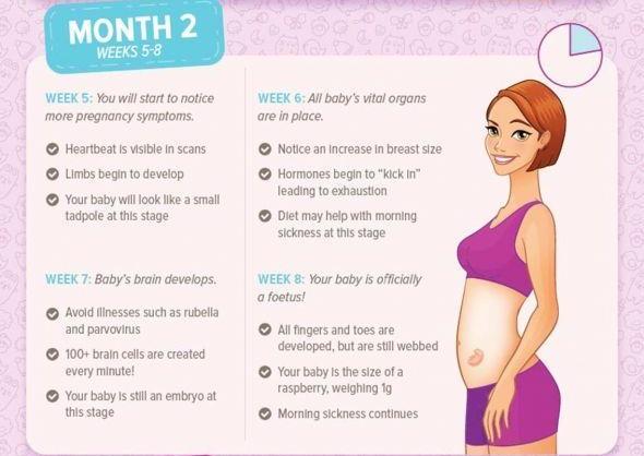 Pregnancy Month by Month Month 2