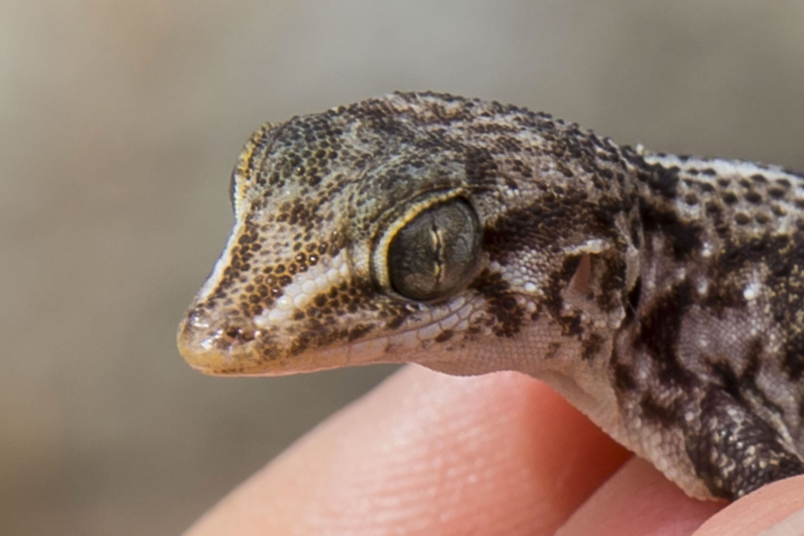 Lizards and geckos Monaco Explorations