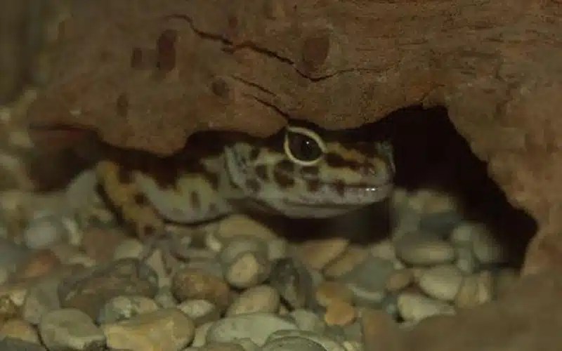 Comportement du gecko léopard