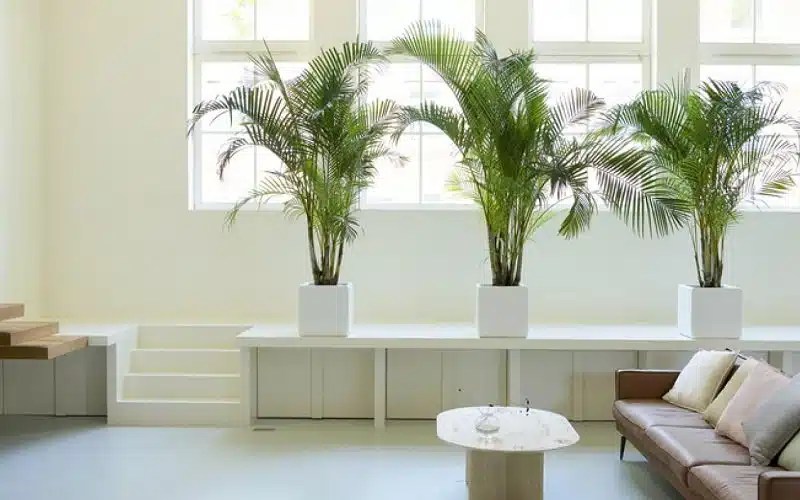 Meilleures plantes pour purifier l'air de votre maison