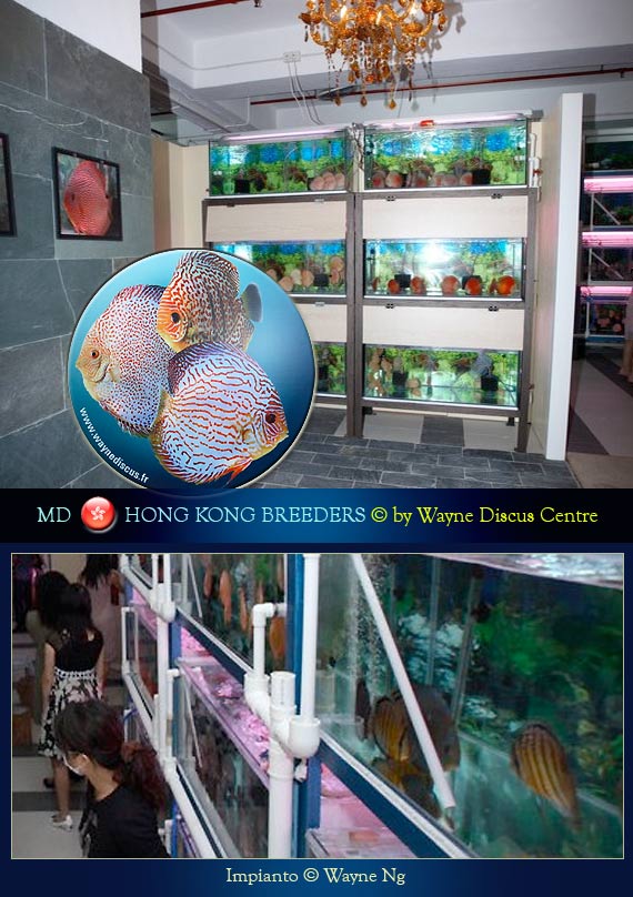 Hong Kong Discus Breeders Wayne Ng