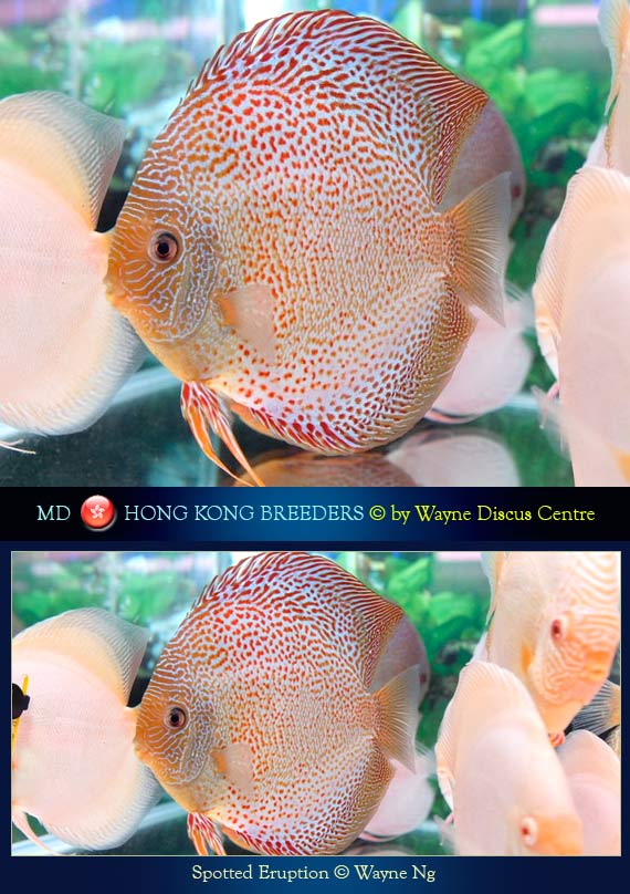 Hong Kong Discus Breeders Wayne Ng