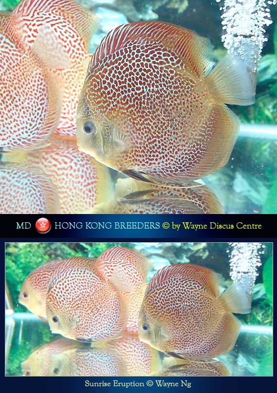 Hong Kong Discus Breeders Wayne Ng