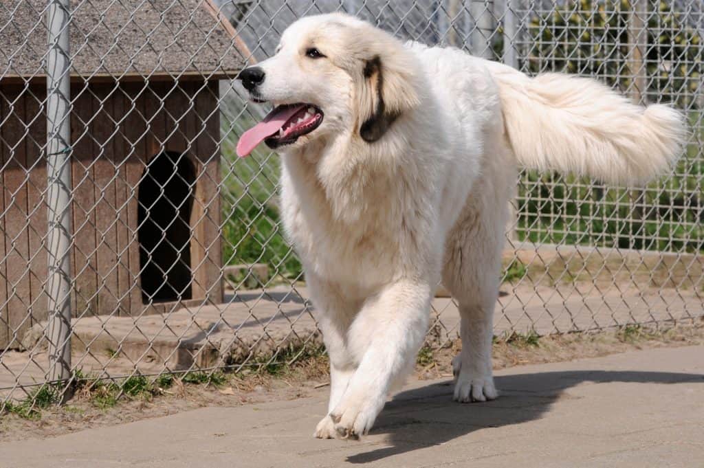 Zwingerhaftpflicht für Züchter & Hundebesitzer!