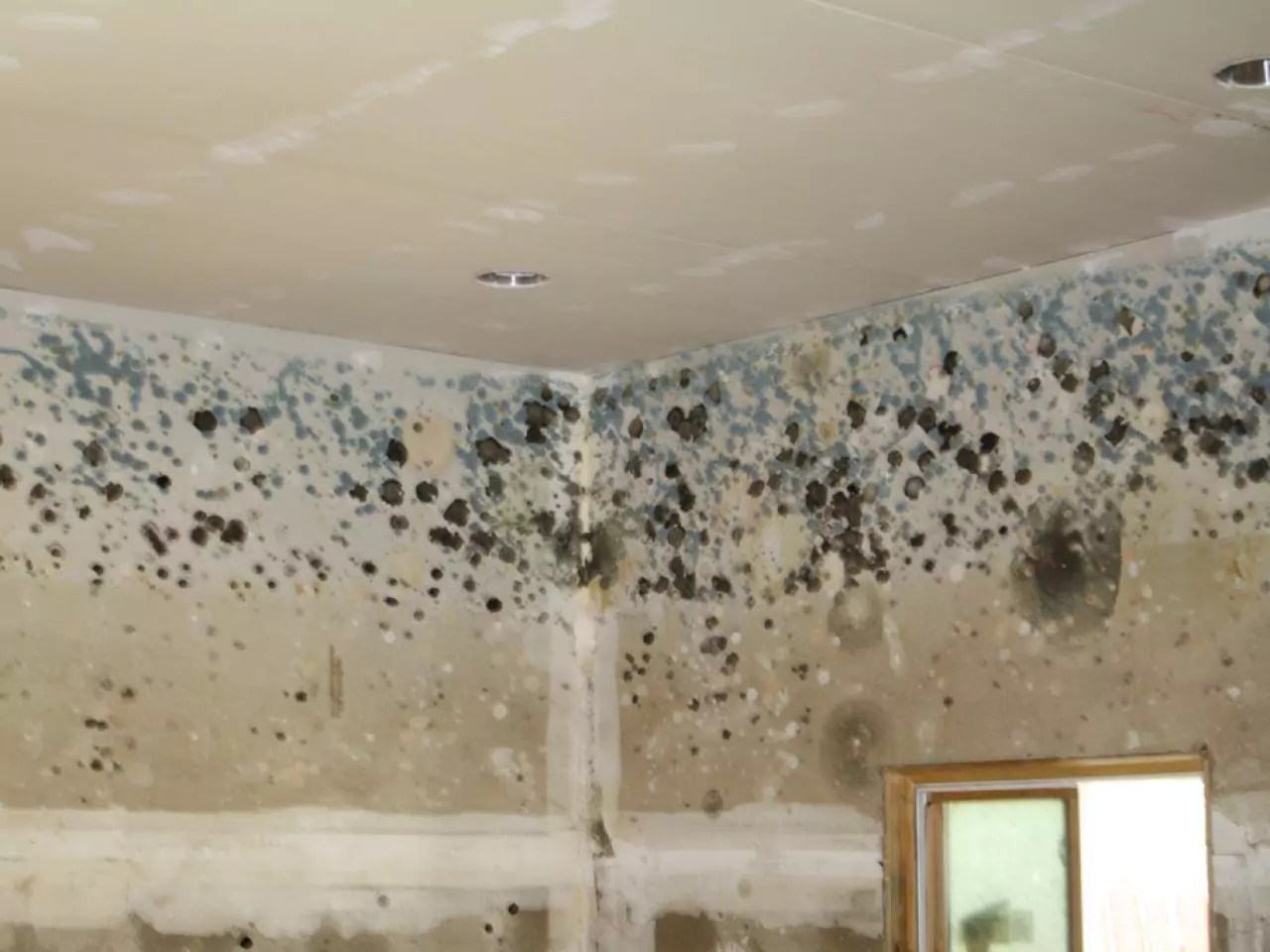 House Mold the Causes and Costs of Mold » The Money Pit