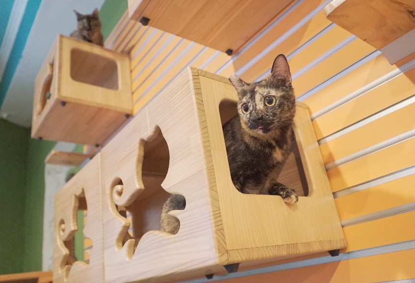 5 Creative Catwalk Shelf Designs » The Money Pit